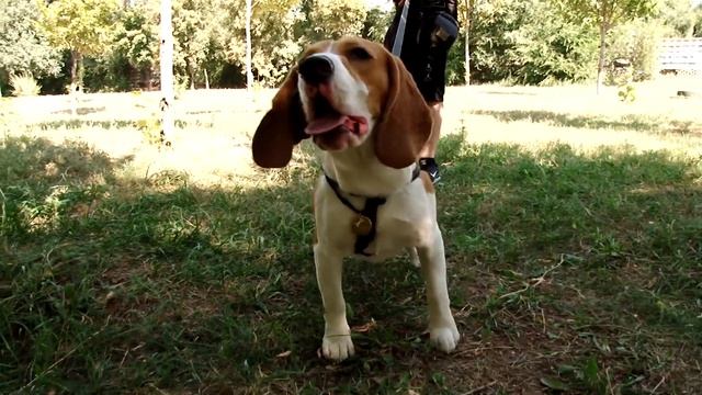 БИГЛЬ. Плюсы и минусы породы BEAGLE