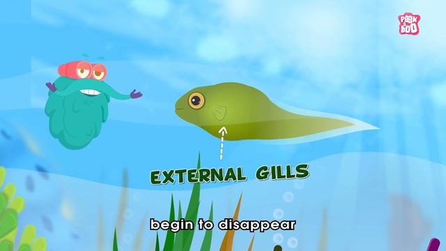 Life Cycle Of A Frog! - The Dr. Binocs Show | Best Learning Videos For Kids | Peekaboo Kidz смотреть онлайн