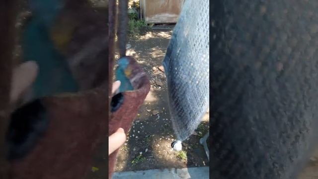 Шарфы в подарок. :)