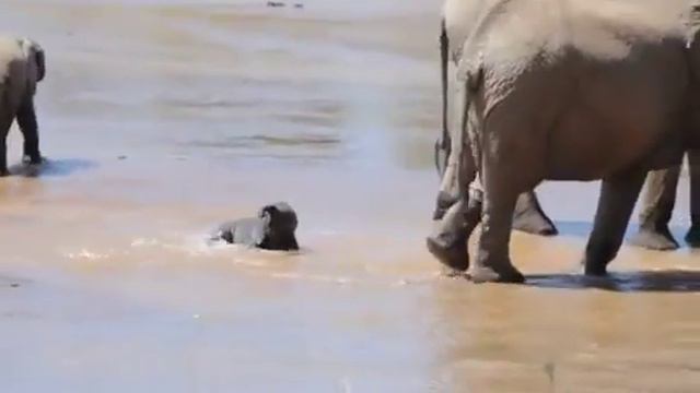 Слонёнок играет в воде смотреть онлайн