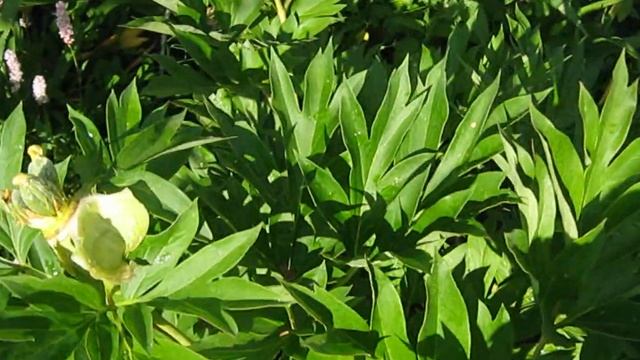 Peony GARDEN TREASURE & clematis KACPER (пион Гаден Треже и клематис КАСПЕР) смотреть онлайн