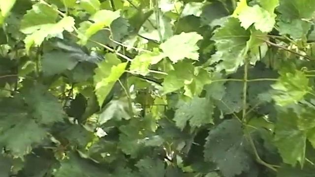 Виноград, сорт Виктория,( мускат) смотреть онлайн