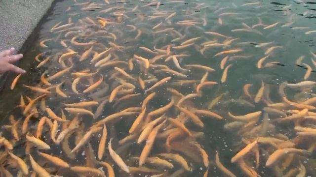 ?ЛАЗАРЕВСКОЕ.СОЧИ. Форелевое хозяйство Адлер. смотреть онлайн