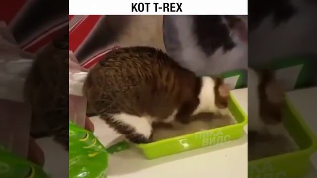 Кот без передних лап. Кот РЕКС смотреть онлайн