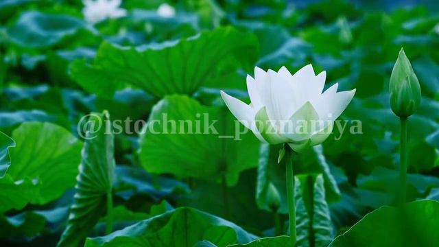 ПРОСВЕТЛЕНИЕ - это не цель, это твой ИСТОЧНИК | ОШО смотреть онлайн