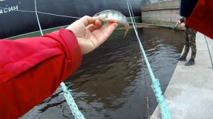 #7 Street fishing 23 04 19