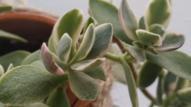 Crassula Atropurpurea MoneyMaker Pink Variegada Variegata #Identificación #suculentas #crasas смотреть онлайн