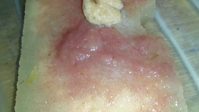 Живые и замороженные корма смотреть онлайн