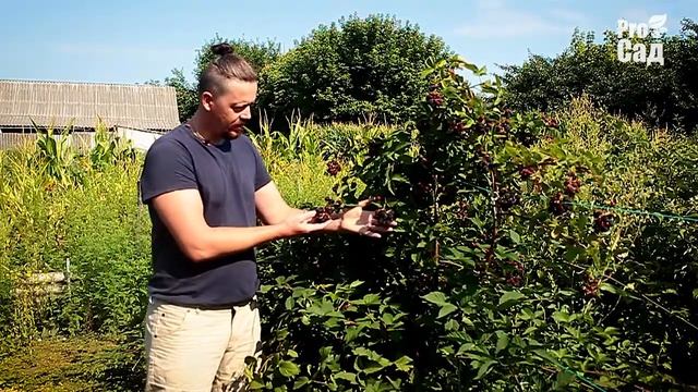 СЕЗОН ОЖИНИ ТОРНФРІ смотреть онлайн