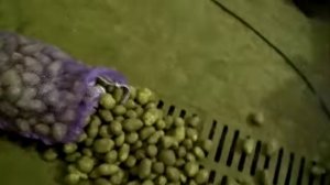 Картофель сорта Вега