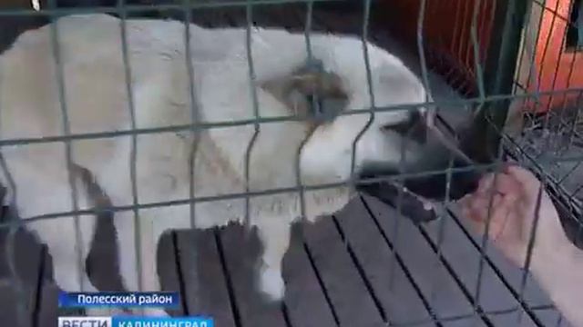 Тимвилль - День открытых дверей смотреть онлайн