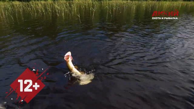 За окунем и щукой на озеро Остречье. Моя рыбалка. смотреть онлайн