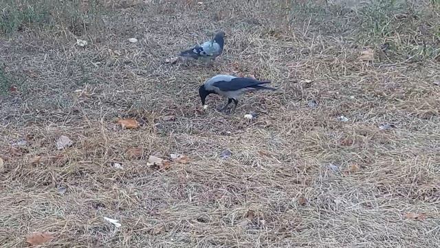 Птенец вороны не понимает намёков голубя,что можно и поделиться..или делает вид,что не понимает??? смотреть онлайн