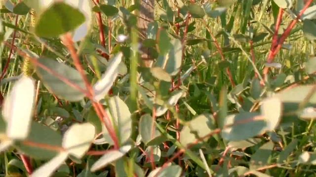 Эвкалипт Ганна (Eucalyptus gunnii) смотреть онлайн