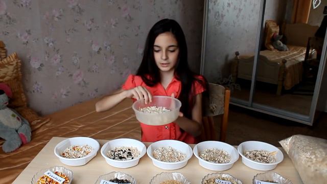DIY / КАК ВЫРАСТИТЬ ТРАВКУ ДЛЯ ХОМЯЧКА ЗИМОЙ / проращивание травы для питомцев / how to grow grass смотреть онлайн