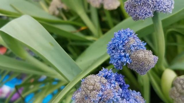 Muscari armeniacum "Fantasy Creation", weird and wonderful blue broccoli-like flower grape hyacinth смотреть онлайн
