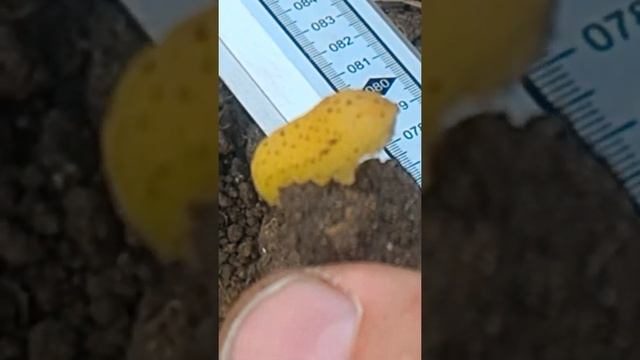 Жёлтая гусеница смотреть онлайн