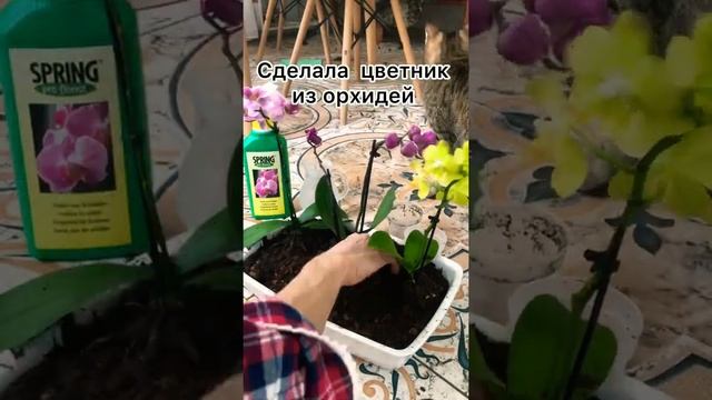 Цветник из орхидей на окне. смотреть онлайн