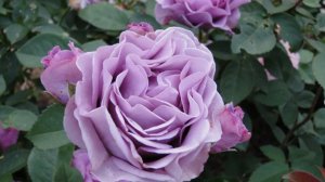 Невероятная роза Терра Лимбурджия-  небесная лазурь.