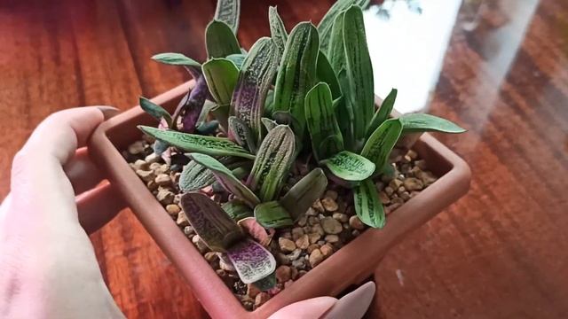 Размножение гастерии листом: спустя 1 год и 7 месяцев после отделения листов смотреть онлайн