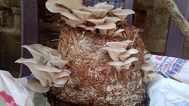 muikomo permani update смотреть онлайн