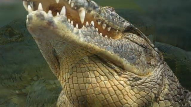 PYTHON vs. CROCODILE : Who Won ? (GRAPHIC) (PICS) смотреть онлайн