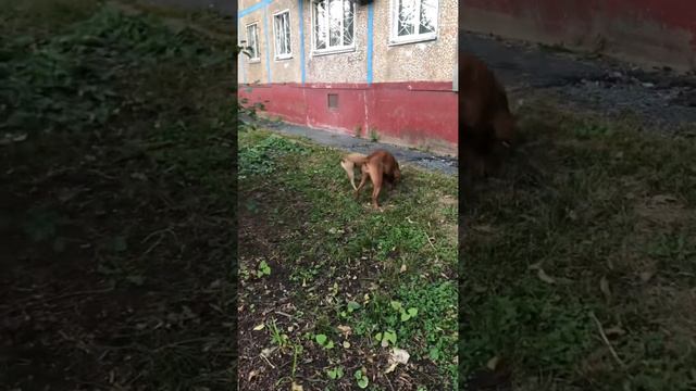Бордоский дог напал на Amstaff