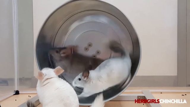 [HERBGIRLSCHINCHILLA] HERBGIRLS, the Chinchilla Sisters, run the DIY Team Exercise Wheel. смотреть онлайн