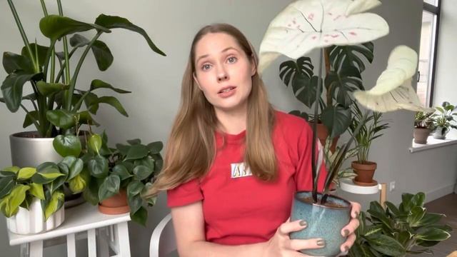 Каладиум. Уход.