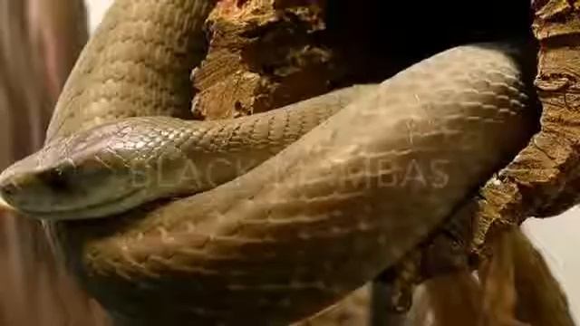 SHOCKING! BLACK MAMBA FACTS;20 FACTS ABOUT BLACK MAMBA SNAKE.SEE VIDEO смотреть онлайн