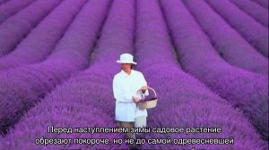 Когда цветет Лаванда