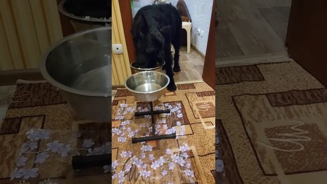 Кормление натуралкой Ризеншнауцера Юники. смотреть онлайн