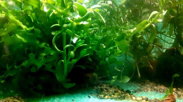 #Aquarium. Акваскейп - креветочник в миниатюре. смотреть онлайн