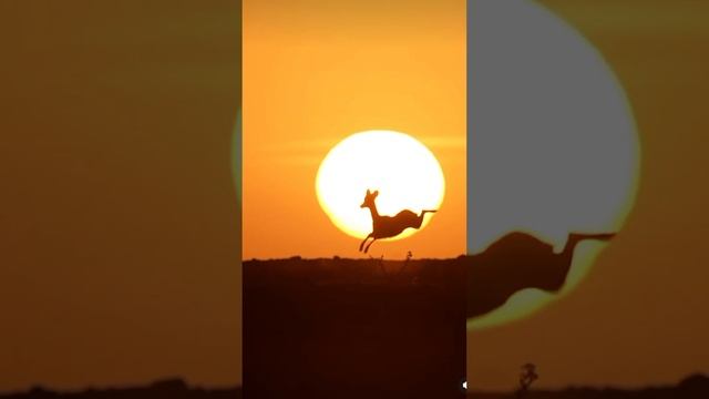 МИР ДИКИХ ЖИВОТНЫХ ДИКАЯ ПРИРОДА КРАСИВЫЕ КАДРЫ смотреть онлайн