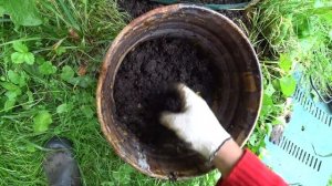 Компостер Волнуша 1000 литров. Сбор готового компоста! Спустя 1 год после закладки.