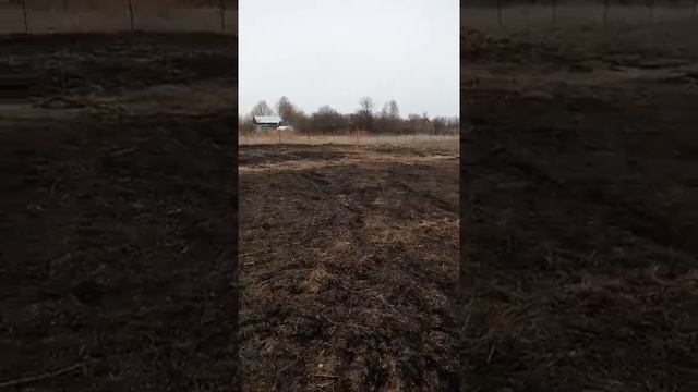 Посев люцерны с клевером по целине смотреть онлайн