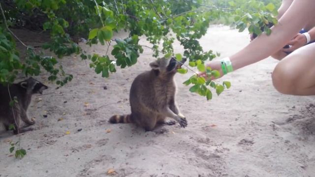 Еноты на острове «Каталина» в Доминикане смотреть онлайн