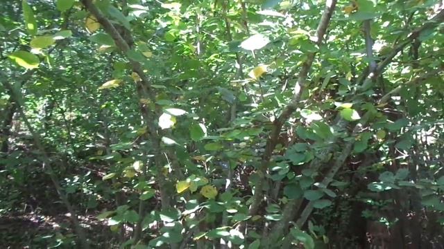 Секрет высокой урожайности фундука.