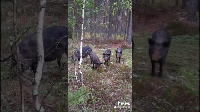 Кабаны??Тверская область:ГООХ Селигер смотреть онлайн