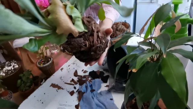 Важное правило выращивания папоротника платицериума