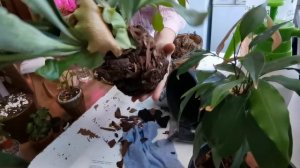 Важное правило выращивания папоротника платицериума