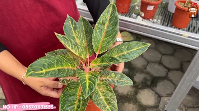 TAYANG PERDANA LANGSUNG KASIH AGLAONEMA HARGA 10 RIBUAN‼️ смотреть онлайн