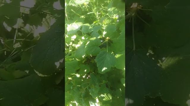 Чёрная смородина сорт Карбон