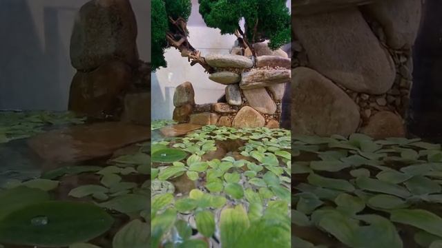 Аквариум с тритонами. Три месяца спустя. #Shorts #MagicZOO смотреть онлайн