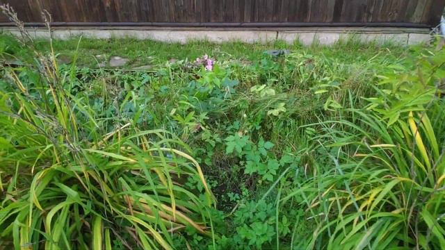 моя ДАЧА мой ОГОРОД..04.09.-05.09.21.Томаты убраны.. Муся валяется на зеленом ковре🤣2 часть смотреть онлайн