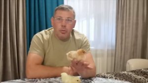 Какого бройлера выбрать: цветного или белого? РедБро или РОСС-308?  "Мое Подворье"