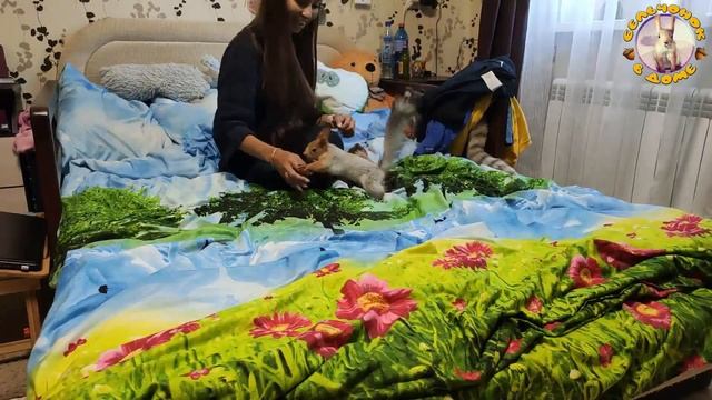 Как успеть за белкой!???️? Nimble squirrel смотреть онлайн