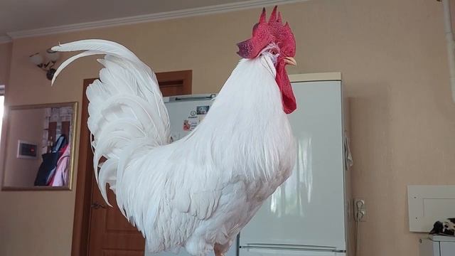 Создаём удобства для королевны Капли смотреть онлайн