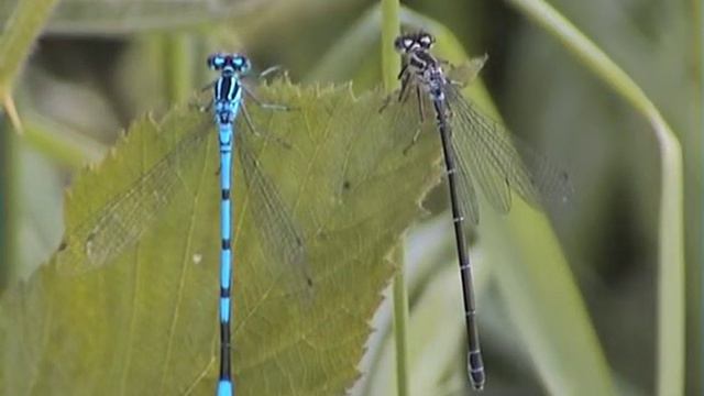 Blue Damselfly смотреть онлайн
