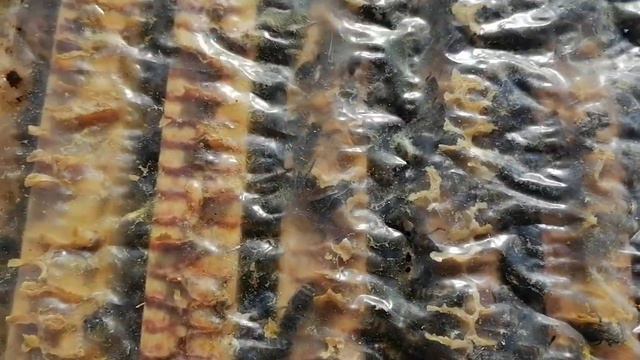 Пасека 14 марта! Показываю всех вподряд! смотреть онлайн